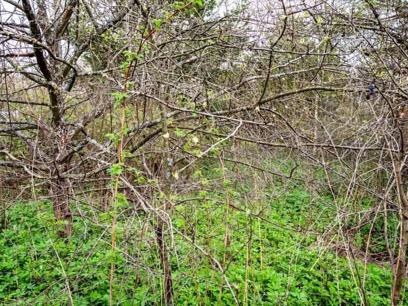 Underbrush Clearing in Salt Lake City, UT