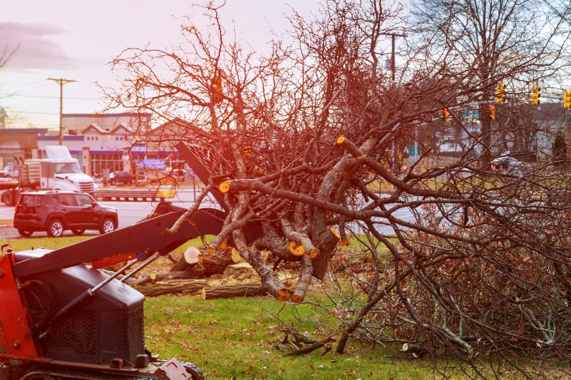Undergrowth Removal in Salt Lake City, UT