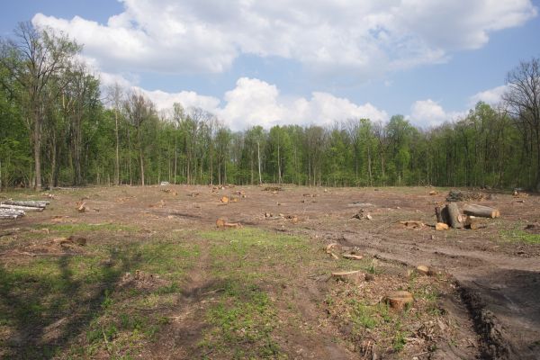 Pasture Clearing - Pasture Clearing Lewis Center, Ohio