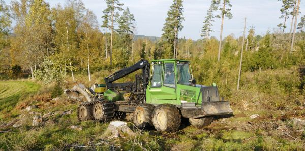 Woodland Clearing - Woodland Clearing Tampa, Florida
